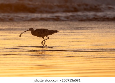 Long Billed Curlew Shorebird Eating Searching Digging for Sand Crabs to Eat on Coastal Shoreline at Beach at Sunset  - Powered by Shutterstock