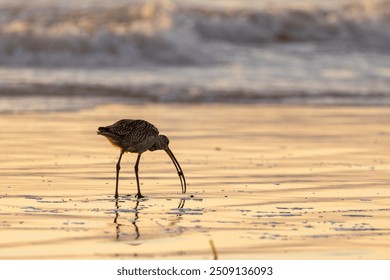 Long Billed Curlew Shorebird Eating Searching Digging for Sand Crabs to Eat on Coastal Shoreline at Beach at Sunset  - Powered by Shutterstock