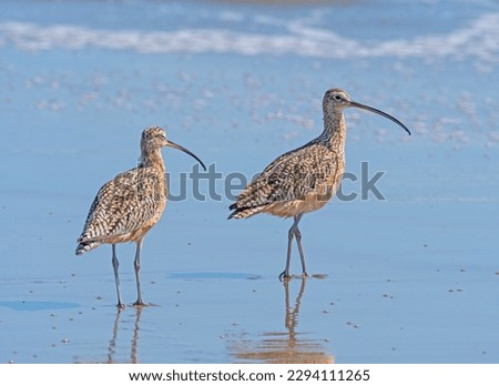Long Billed Curlews on a Sunny Coast on Point Reyes National Seashore in California