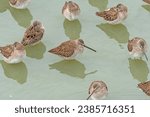 A Long billed Dowitcher Resting in a Wetland in the Port Aransas Birding Center in Texas