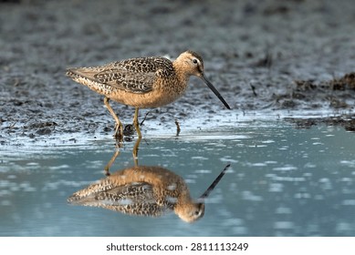 A long billed dowitcher standing in shallow water casts a reflection near Greenacres, Washington.