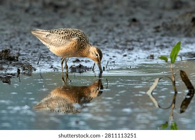 A long billed dowitcher standing in shallow water searches for food near Greenacres, Washington.
