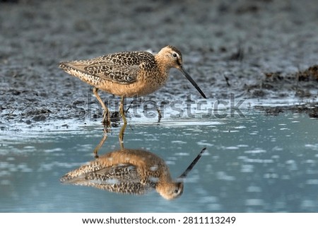 A long billed dowitcher standing in shallow water casts a reflection near Greenacres, Washington.