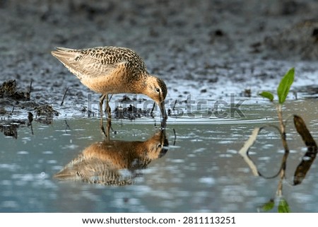 A long billed dowitcher standing in shallow water searches for food near Greenacres, Washington.