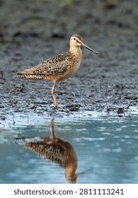 A long billed dowitcher stands in the mud next to the water near Greenacres, Washington.