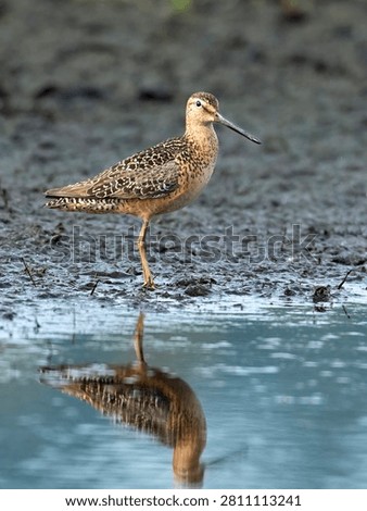 A long billed dowitcher stands in the mud next to the water near Greenacres, Washington.