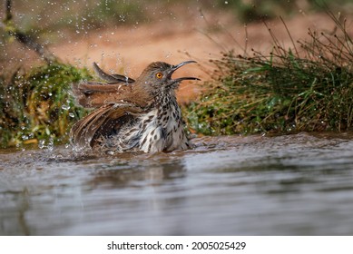 Long Billed Thrasher Bathing In Pond, Rio Grande Valley, Texas