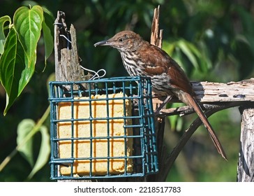 A Long Billed Thrasher Feeds On Suet At A Bird Feeder.