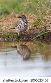 Long Billed Thrasher And Reflection On Pond, Rio Grande Valley, Texas