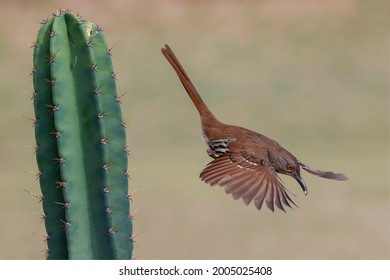 Long Billed Thrasher, Rio Grande Valley, Texas