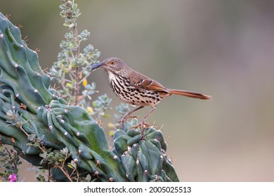 Long Billed Thrasher, Rio Grande Valley, Texas