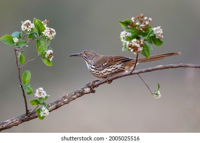 Long Billed Thrasher, Rio Grande Valley, Texas