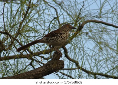 Long Billed Thrasher Sitting In Tree