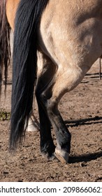 A Long Black Horse Tail In Arizona