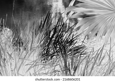 Long Blades Of Grass Growing On The Banks Of The River In Black And White Film Negative.