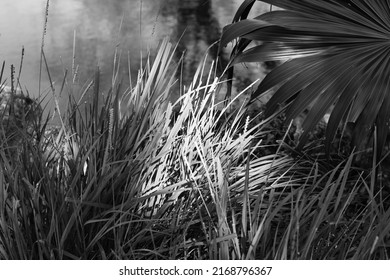 Long Blades Of Grass Growing On The Banks Of The River In Black And White.