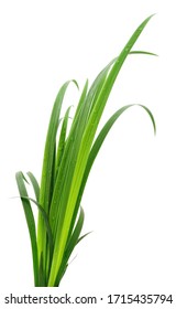 Long Blades Of Green Grass Against A White Background.
