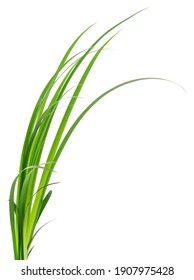 Long blades of green grass against a white background.
 - Shutterstock ID 1907975428