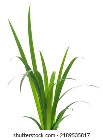 Long blades of green grass against a white background.
 - Shutterstock ID 2189535817