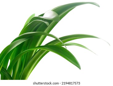 Long Blades Of Green Grass Against A White Background.
