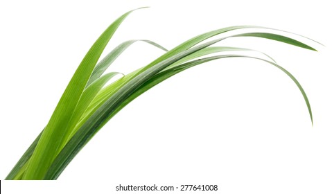 Long Blades Of Green Grass Against A White Background. 