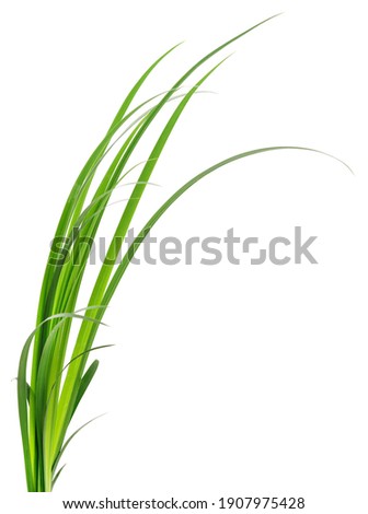 Long blades of green grass against a white background.
