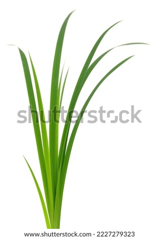 Long blades of green grass against a white background.
