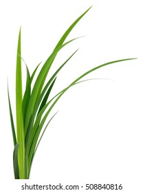 Long blades of green grass isolated on white background.