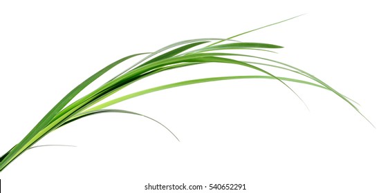 Long Blades Of Green Grass Isolated On White Background.
