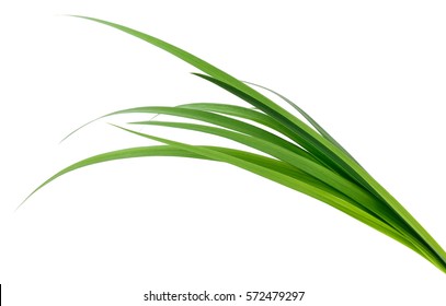 Long Blades Of Green Grass Isolated On White Background.
