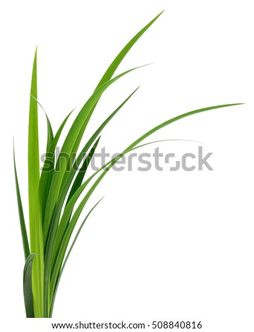 Long blades of green grass isolated on white background.
