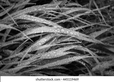 Long Blades Of Wet Grass With A Pinhole Photography Effect.