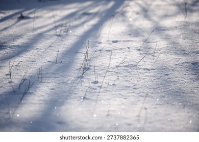 Long blue shadows of trees falling on a sparkling fresh snow surface in a bright winter forest, creating a calm seasonal atmosphere.