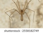 Long Bodied Cellar Spider - Pholcus phalangioides