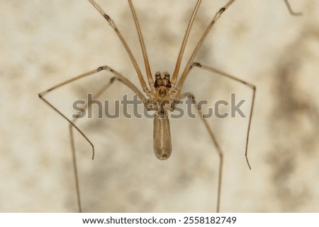 Long Bodied Cellar Spider - Pholcus phalangioides