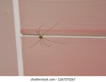 Long Bodied Cellar Spider Sitting On The Ceiling, A Cannibalistic Insect That Will Eat Its Own Kind When Food Is Scares