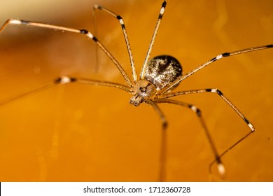 Long Bodied Cellar Spider In A Web