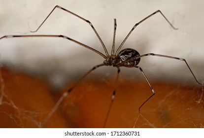 long bodied cellar spider special features