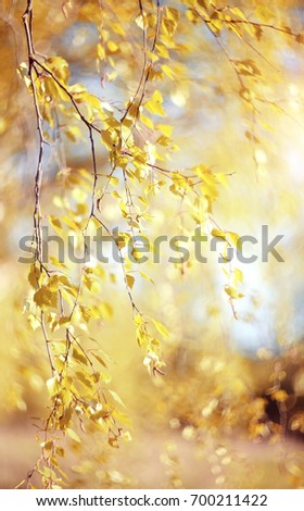 Similar – birch Nature Autumn Tree