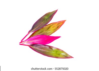 Long, Bright, Purple And Pink Leaves Of A Tropical Plant Isolated On White Background.