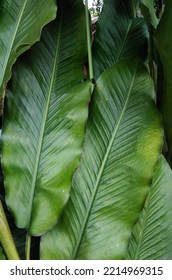 Long And Broad Leaf Renealmia Alpinia Plant With A Glossy Dark Green Color