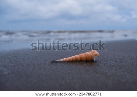 long brown conch shell that washed ashore on the beach of Cemara Island, Brebes in the morning. Taken using a low angle shooting technique and close up with the background of the waves and the blurry 