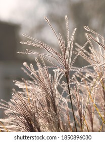 Long Brown Grass Glows From Backlighting Of The Sun