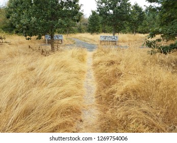 Long Brown Grass Or Weeds On The Ground With Trail Or Path And Benches