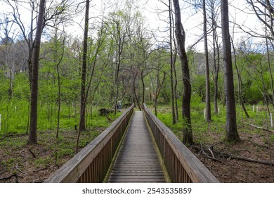 a long brown wooden bridge surrounded by tall thin bare winter trees and lush green trees and plants with blue sky and clouds at Murphey Candler Park in Atlanta Georgia USA - Powered by Shutterstock