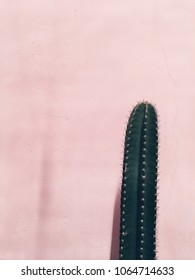 Long Cactus Plant At Pink Wall Background