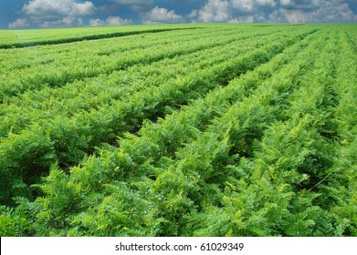 Long Carrot Field With Cloudy Sky