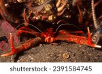 long clawed squat lobster emerges from its home in a crevice in reef wall