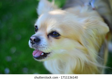 Long Coat Chihuahua Dog Barking 