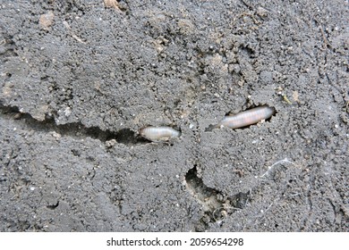 A Long Common Earthworm Crawling In A Tunnel